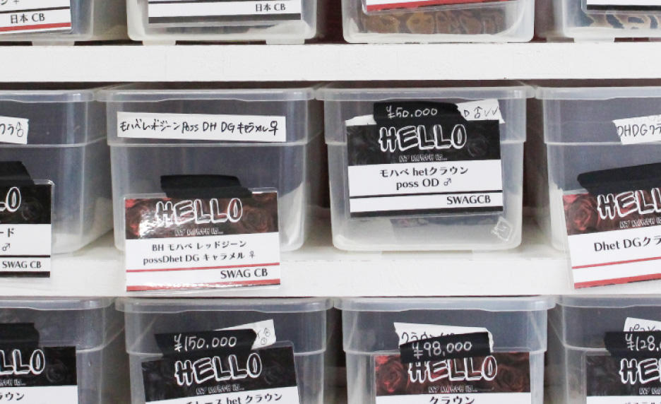 ボールパイソン専門店SWAG Ballerの店舗外観イメージ