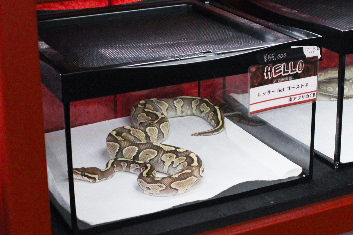 SWAG Ballerで販売されている色鮮やかで健康的なボールパイソンの個体