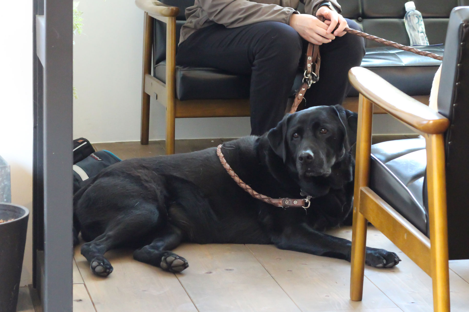 篠原 真歩様の愛犬であるブラックのラブラドールレトリーバーのエマ様