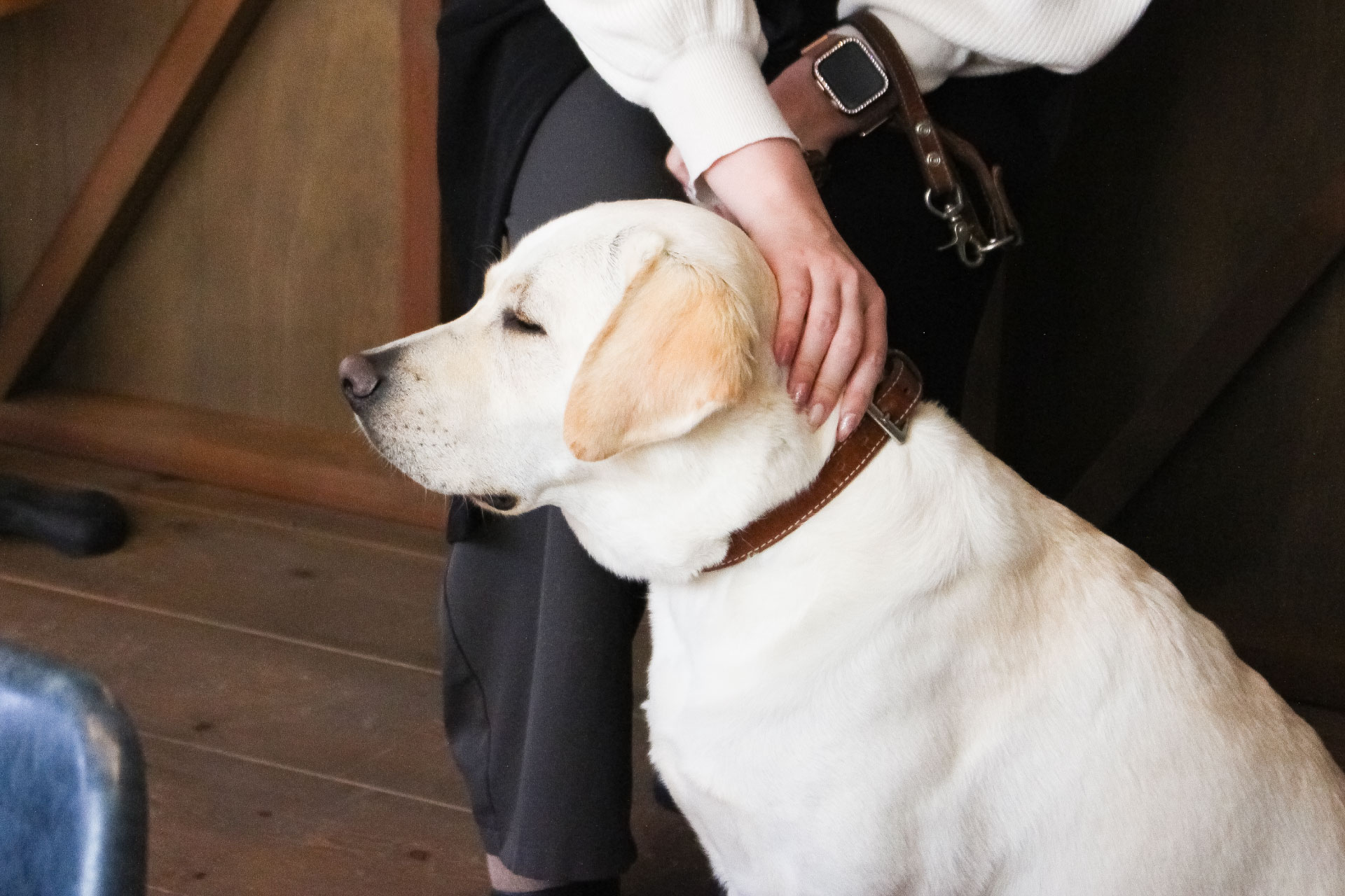 篠原 真歩様の愛犬であるイエローのラブラドールレトリーバーのルイ様